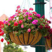 Home Georgetown Garden Centre