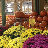 Home Georgetown Garden Centre