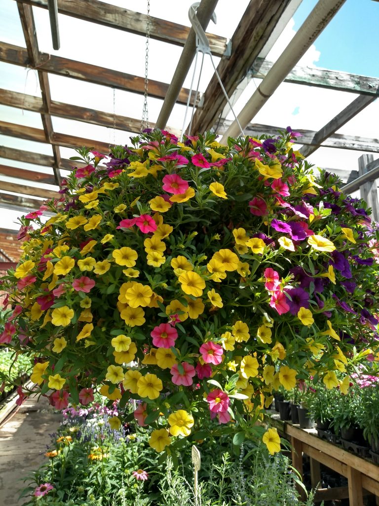 Hanging Baskets Garden Centre